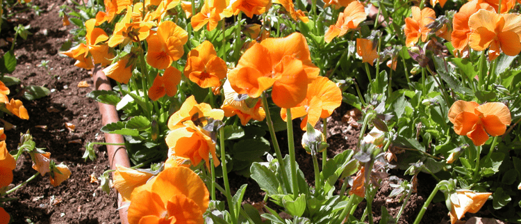 Produits et solutions pour l'arrosage de vos espaces verts