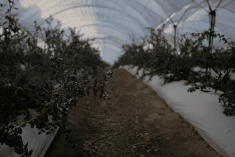 Banner Maîtriser le microclimat sous serre : protéger les cultures dans des conditions extrêmes