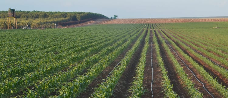 Efficacité d'utilisation de l'eau avec l’irrigation de précision