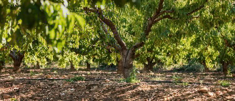 Solutions d'irrigation de précision pour l’arboriculture