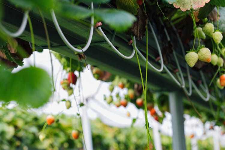 greenhouse irrigation system