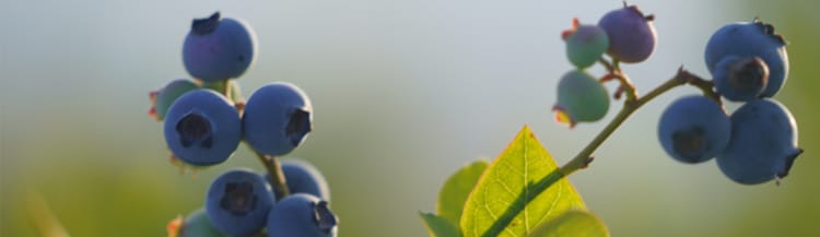 Banner Seminaire : L'innovation dans l'irrigation de précision pour la culture de la myrtille