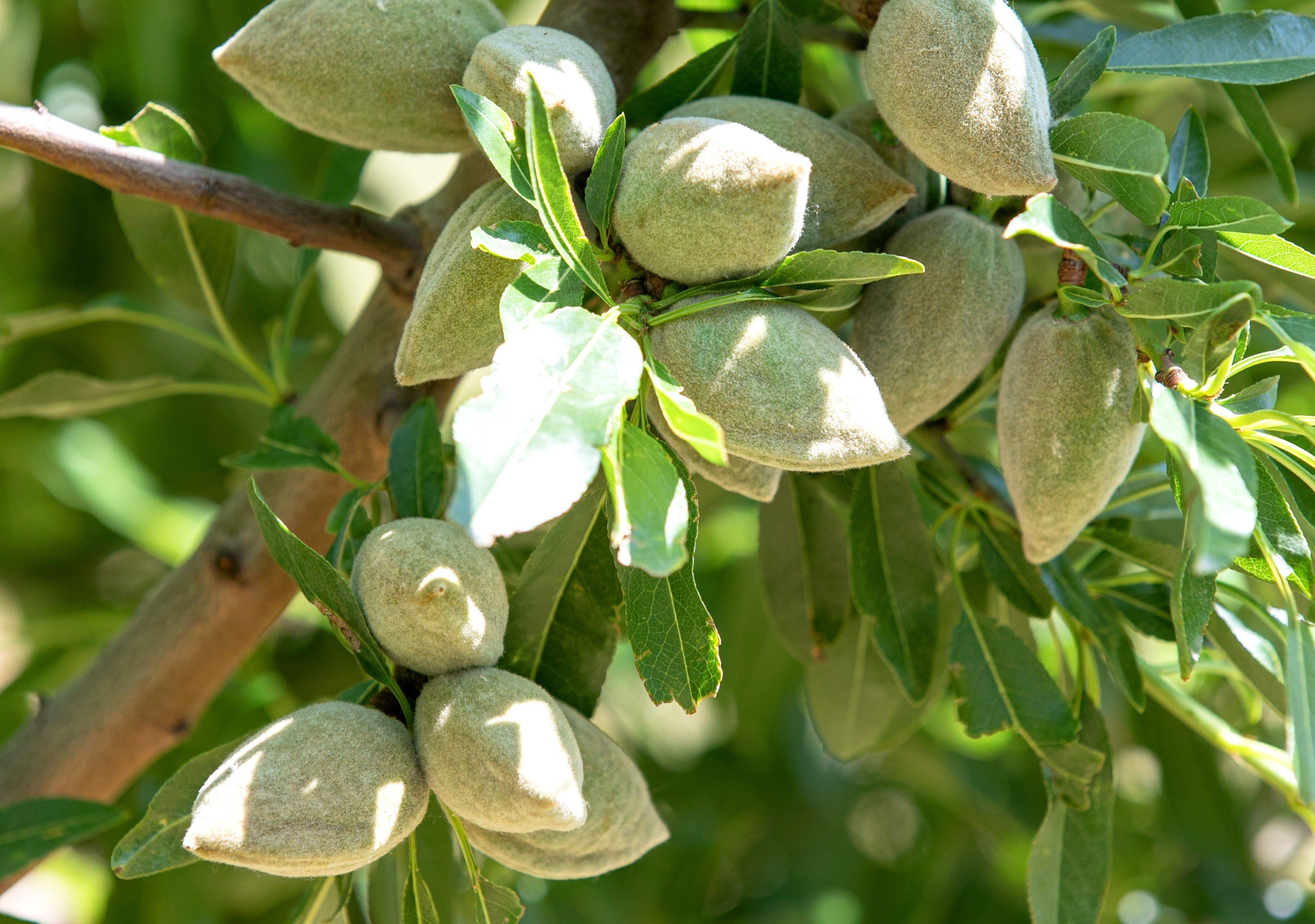 Amandes