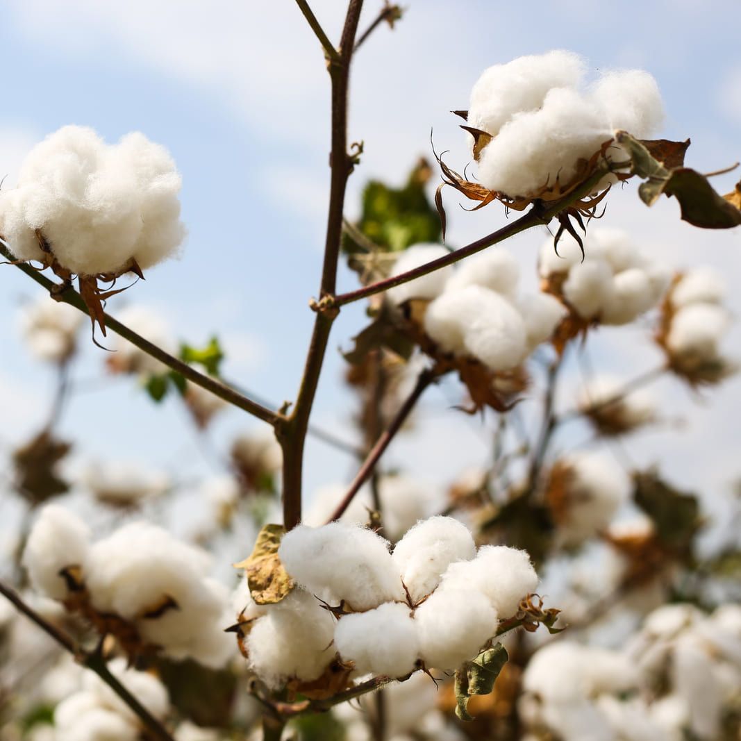 Coton