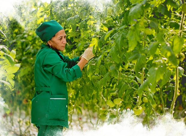 Azerbaïdjan, Tomates