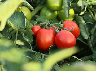 Tomates