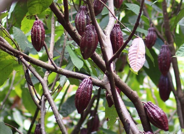 La gestion des éléments nutritifs des plantes dans les climats tropicaux