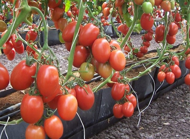 Les cultures protégées