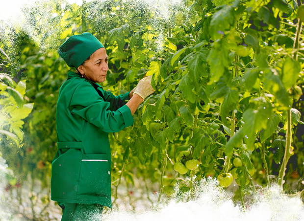 Azerbaïdjan, Tomates