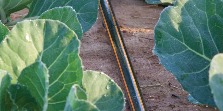 Goutteurs et lignes goutte à goutte